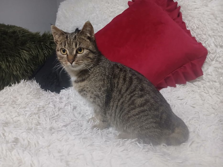 Kociaki pilnie szukają domków