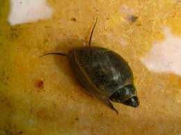 Caracóis Phisa acuta