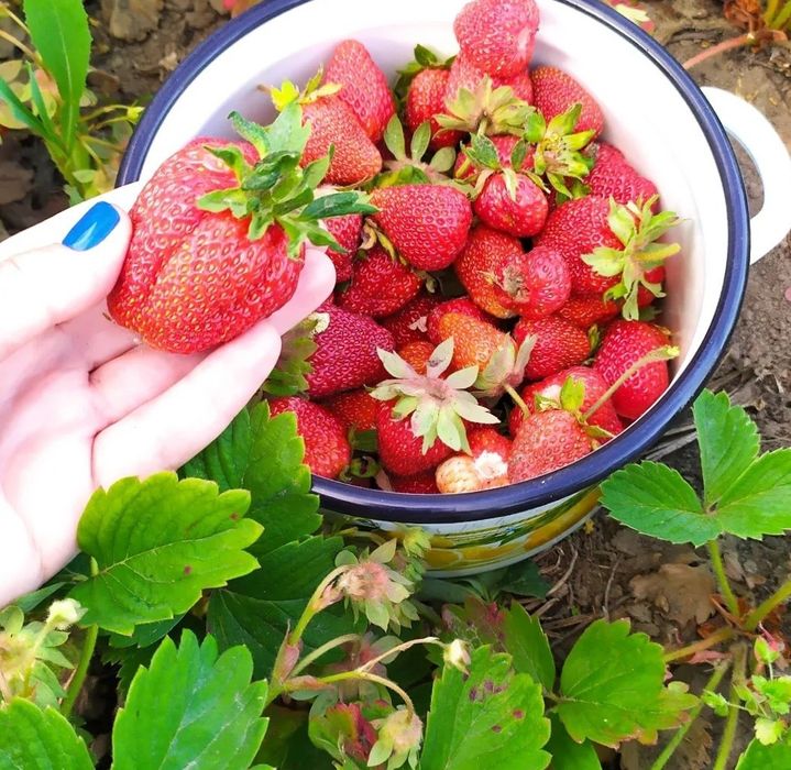 Продаю саджанці полуниці