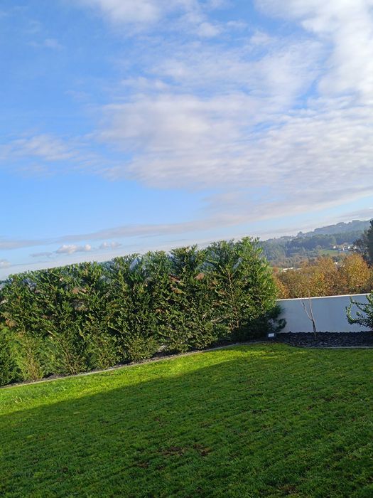 Leyland/ leylandii/ cedro para jardim