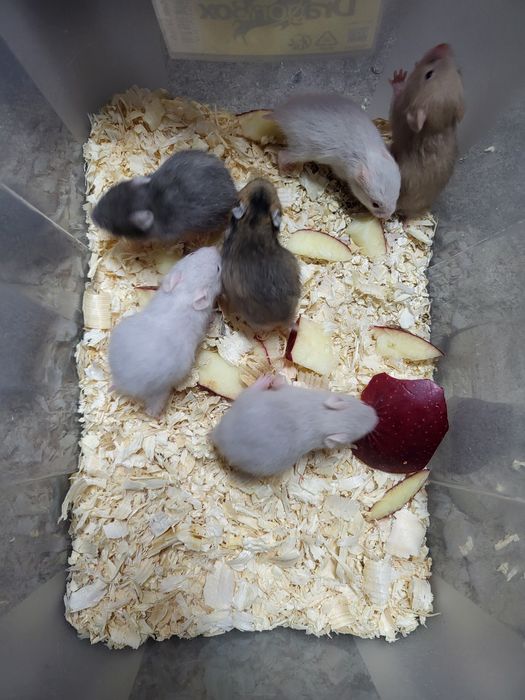 Chomiczek syryjski dziewczynki i chłopczyki