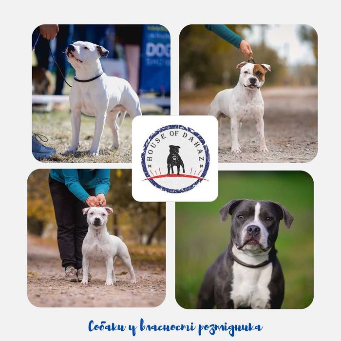 Розплідник HOUSE of DAHAZ, ознайомлювальне оголошення