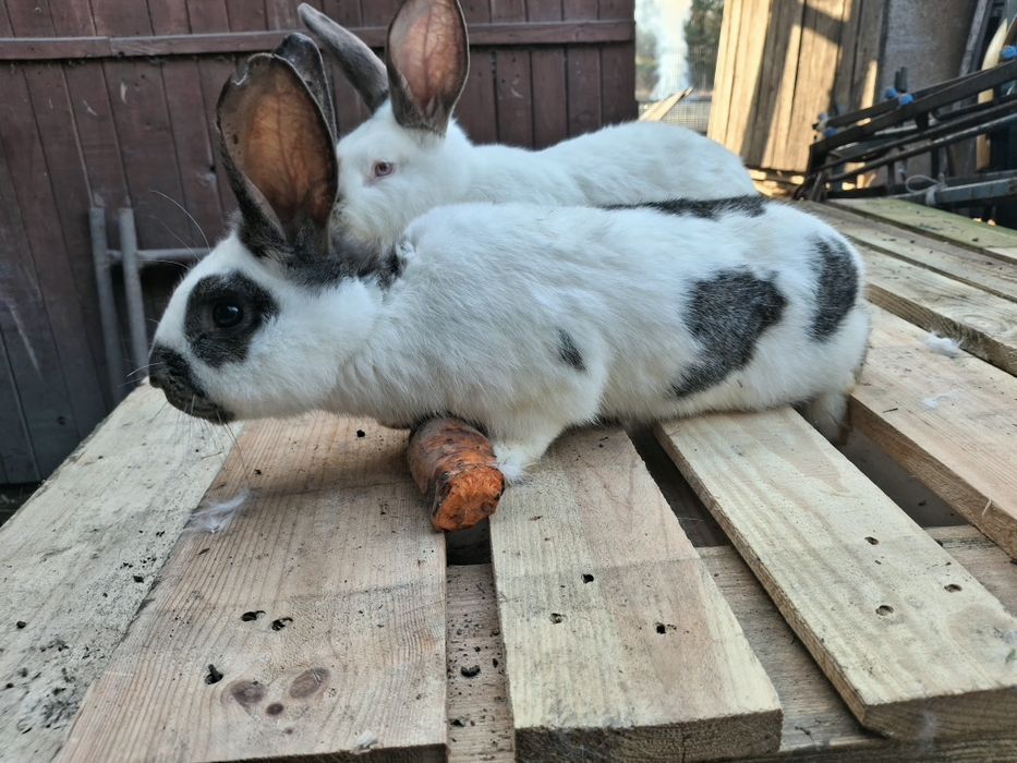 Królik Samiec srokacz