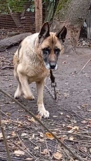 Німецька вівчарка.