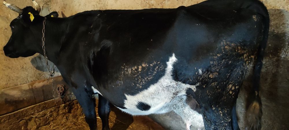 Продам корову на хозяйство