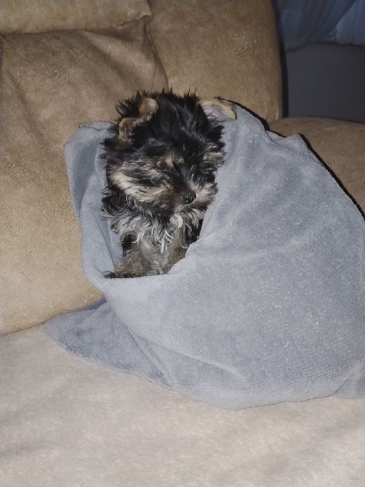 Yorkshire terrier suczka miniaturkia