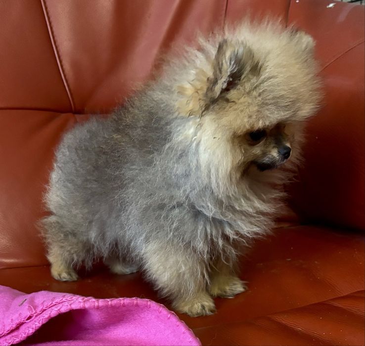 Szpic miniaturowy pomeranian