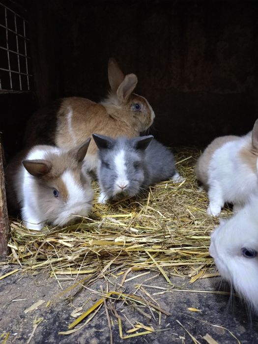 Sprzedam króliki miniaturki