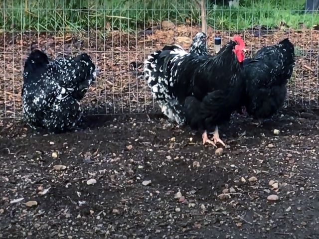 Інкубаційне яйце. породи орпінгтон мармуровий, блакитний, чорний.