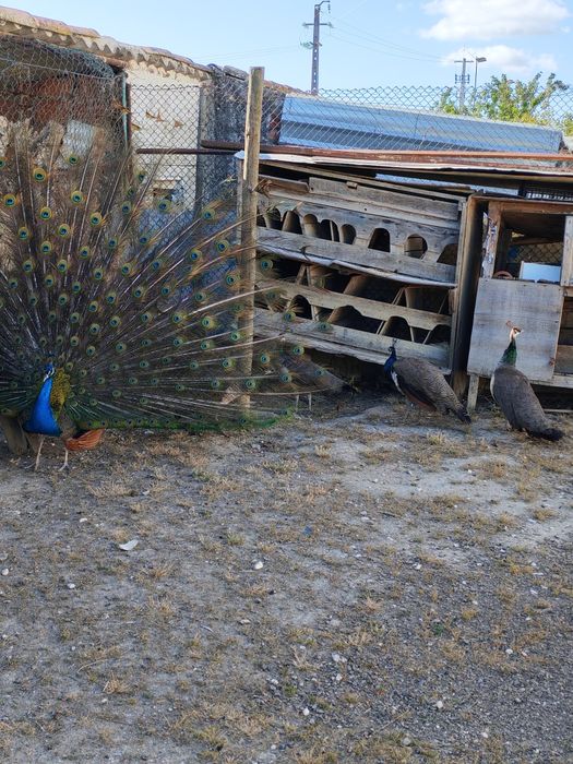 Pavão ano e meio