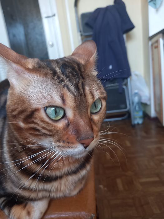 Продається бенгал 22