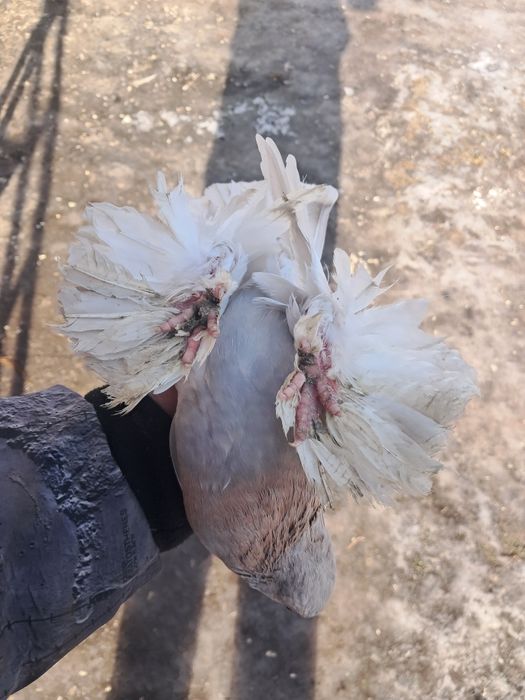 Blauwindry gładkie para