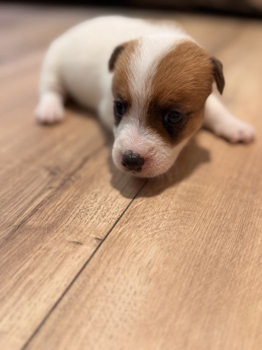 Piesek Jack Russel Terrier
