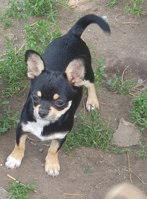 Мальчик чихуахуа гладкошерстные