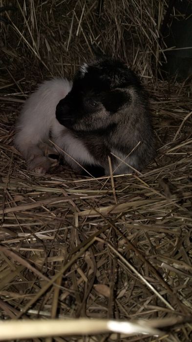 Cabritos anões bebés