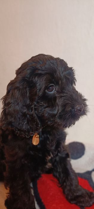 Cockapoo pudel toy ostatni chłopiec