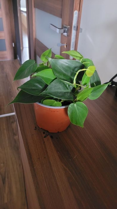 Filodendron pnący