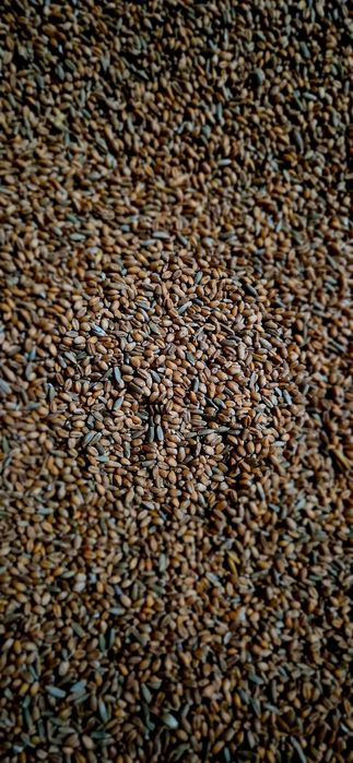 Pszenica ozima paszowa 70 zł