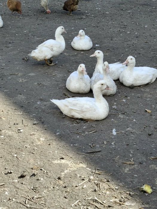 Sprzedam kury bojlery i kaczki