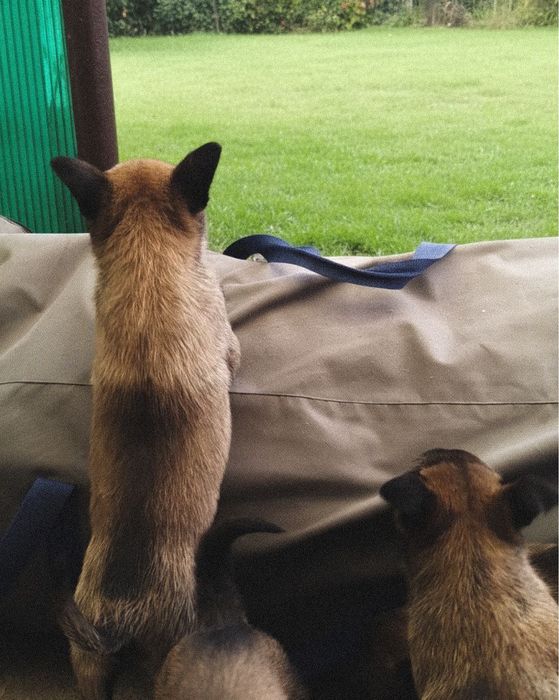 Бельгійська вівчарка цуценята малінуа