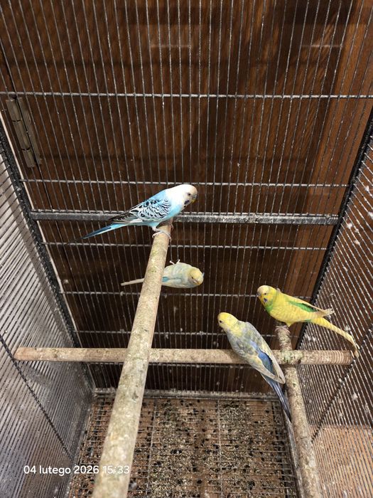 Duża klatka z papugami falistymi tęczowymi