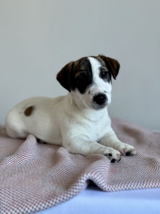 Хлопчик Джек Рассел КСУ /.703