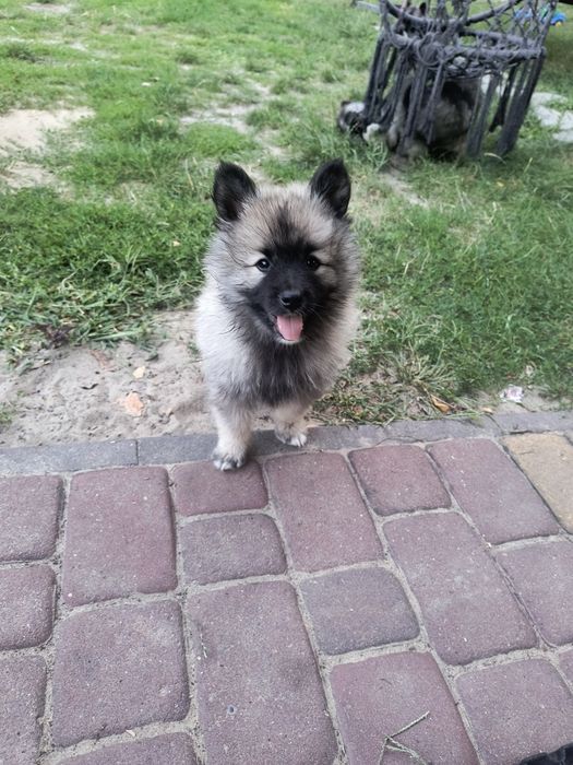 Oddam w dobre ręce, pieski szpica wilczego