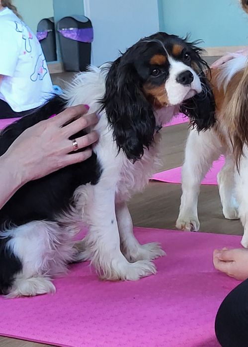Cavalier King Charles Spaniel Chłopiec tricolor gotowy  do odbioru