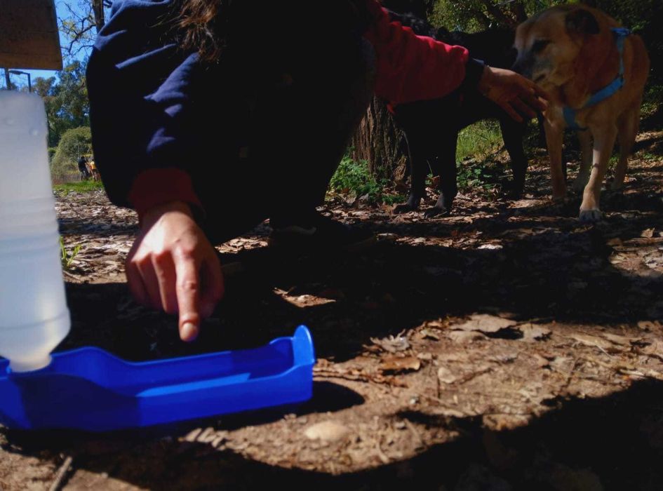 Walk & Woof - Dog walking/Pet sitting