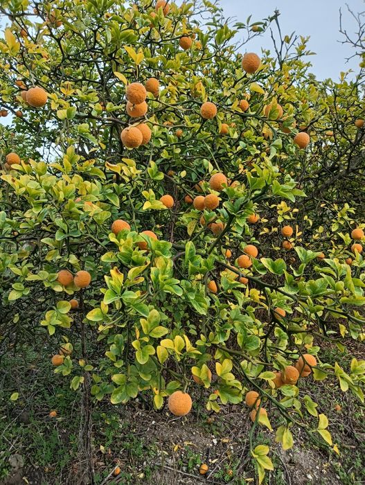 LIMÃO YUZO (Japonês)