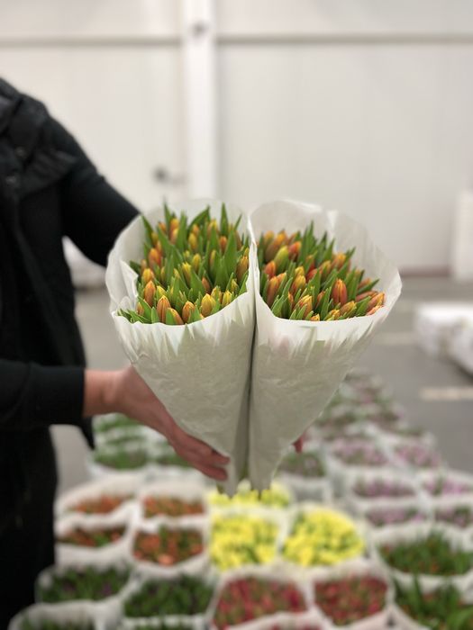 Тюльпан Голландія оптом від 500шт. ГалКвітПром.Тюльпан 8березня.