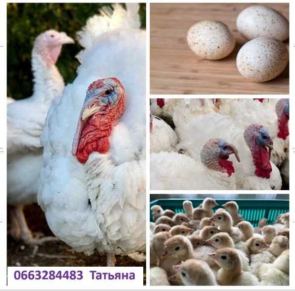 Яйця птицi для інкубаціі