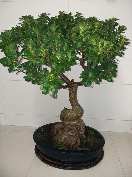Bonsai 20 anos (90cm altura)