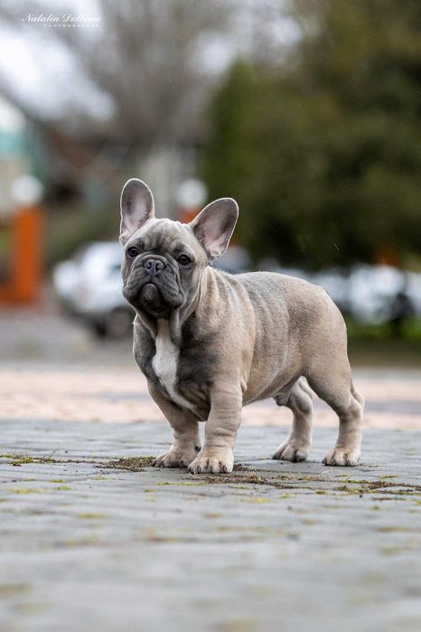 Французський бульдог,хлопчики