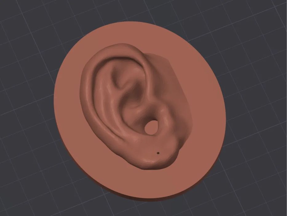 Orelha para Exposição - Base Oval