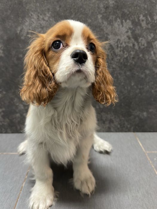 Cavalier King Charles