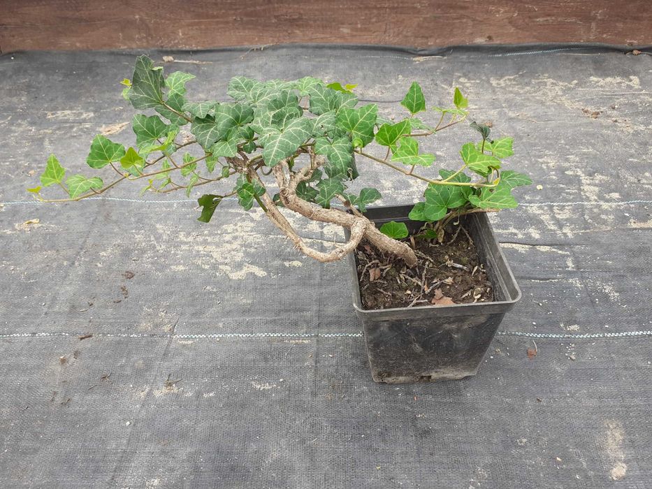 Bluszcz Hedera Helix, zimozielony, różne wielkości, wysyłam.
