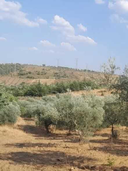 Terreno com Olival com aproximadamente 2,5 hectares em Olmos, Macedo de cavaleiros