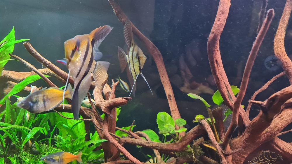 Rio Naney Altum 18 cm