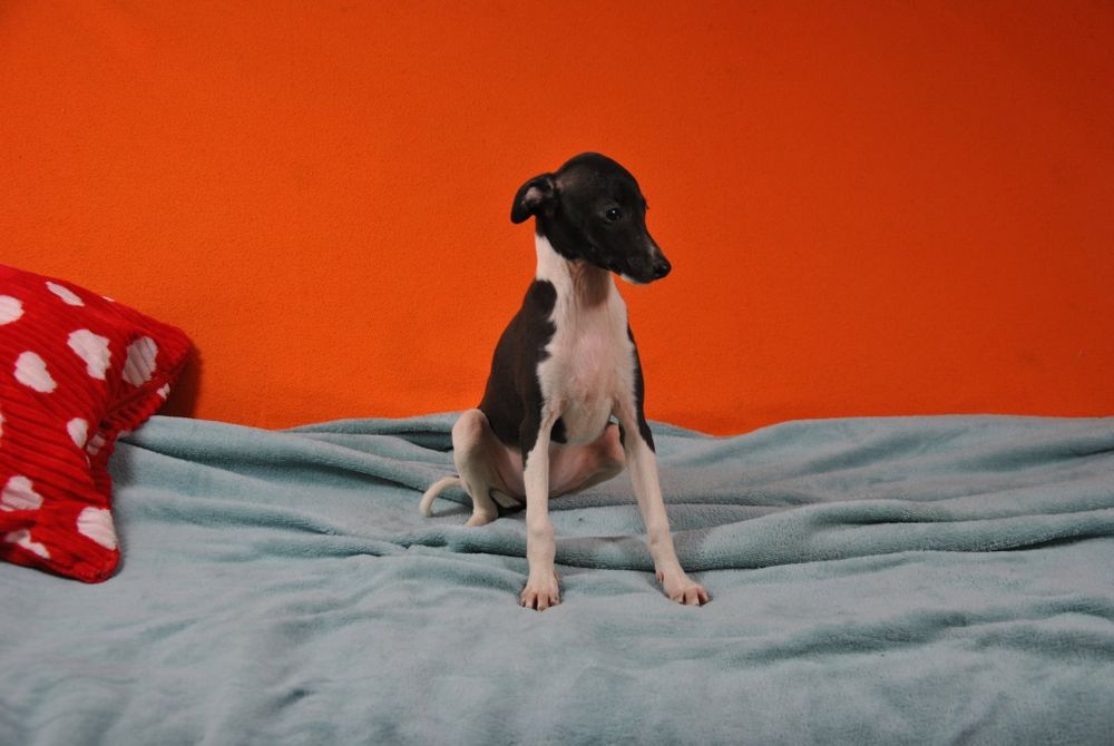 Whippet chart angielki whippet