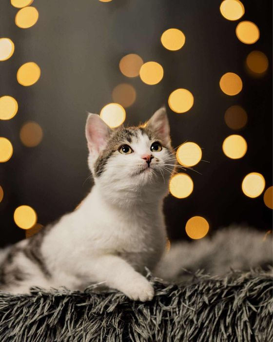 Kocięta w różnym wieku do adopcji