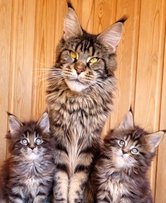 Шикарные детки мейн-кун на продажу