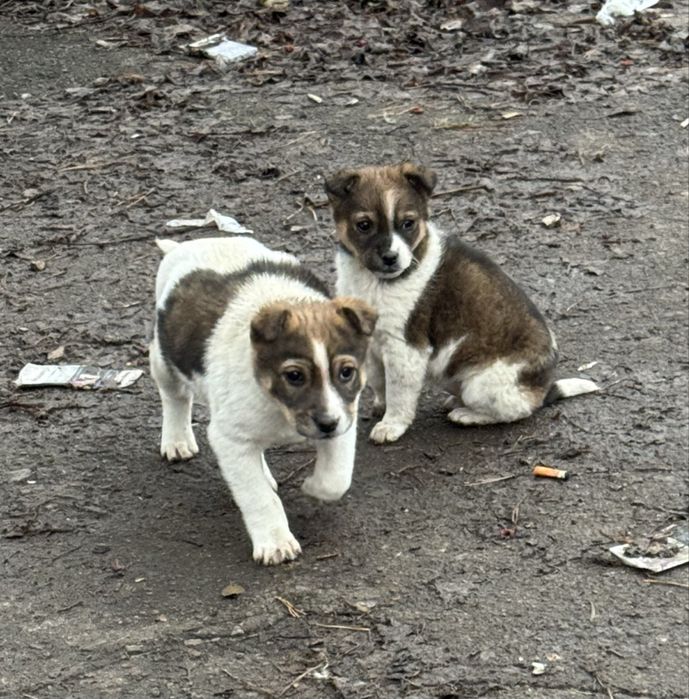 Отдам щенков в хорошие руки