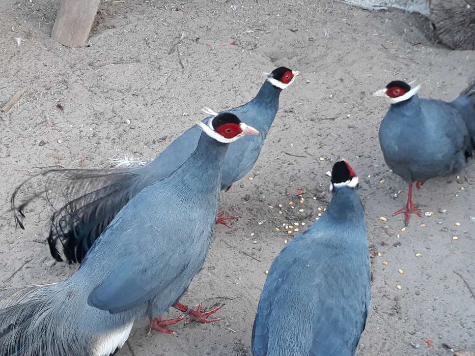 Фазан вухатий синій продам