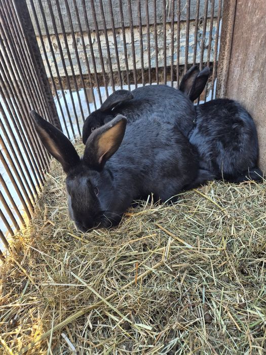 Продаж велик Чорних кроликів