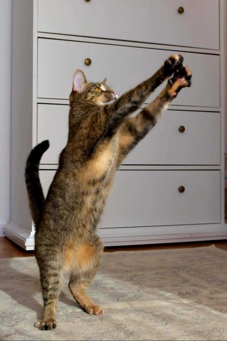 Lorka to ja... szukam domu...