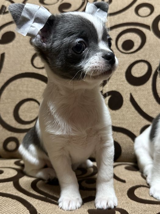 Чіхуашки міні, найкращі для кращих