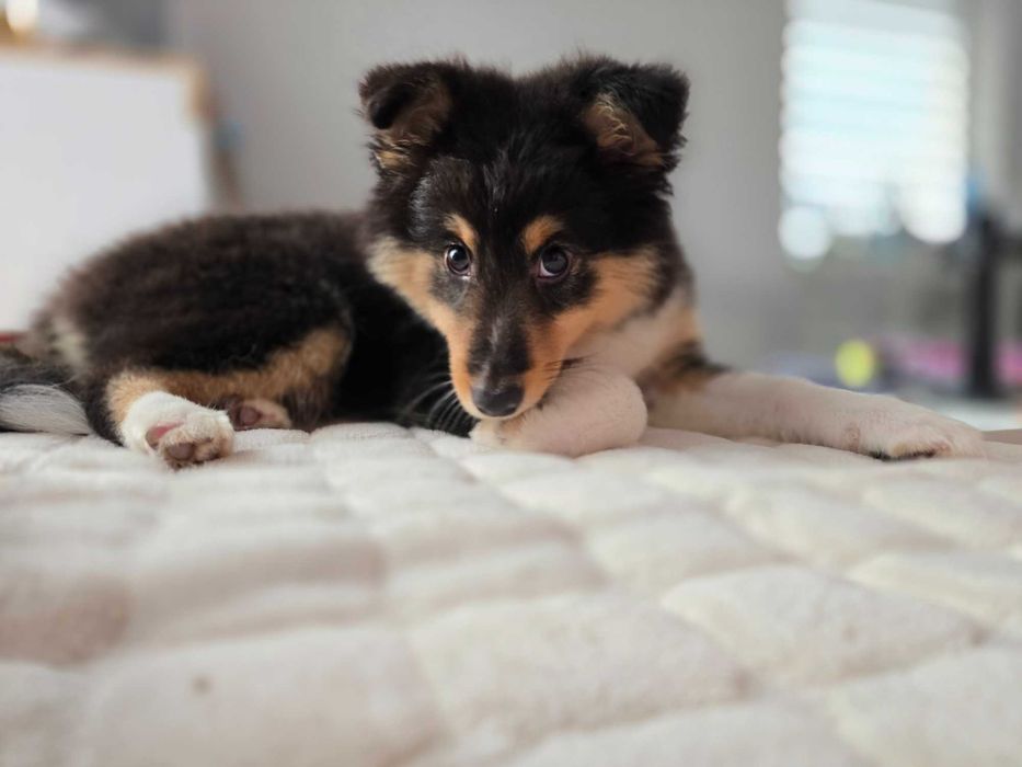 Owczarek szetlandzki ZKwP FCI sheltie shetland sheepdog