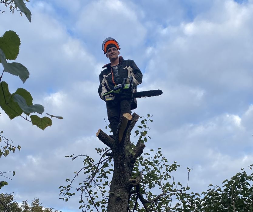 Спил деревьев|Расчистка участка|Обрезка деревьев|Корчевание пней ...