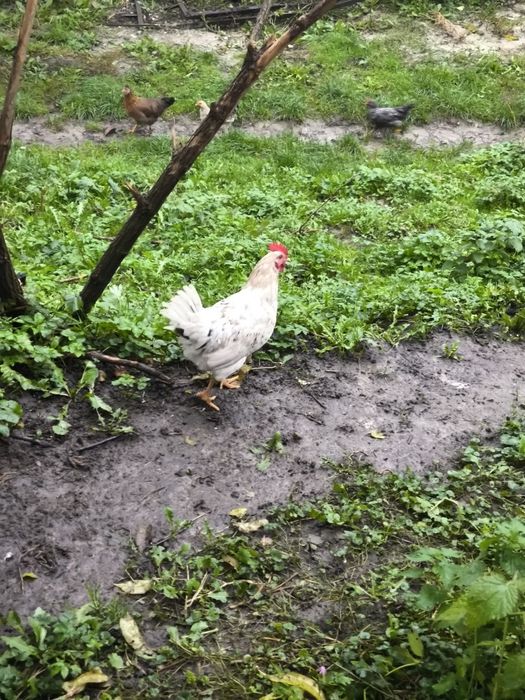 Півень білий когут